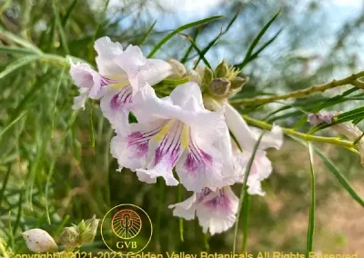 Desert Willow