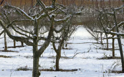 Understanding Fruit Tree Chilling Requirements