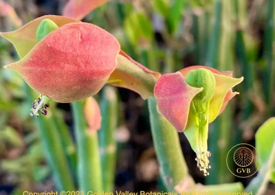 Tall Ladyslipper