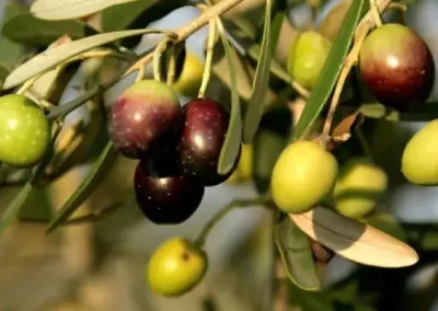 Mission Fruiting Olive