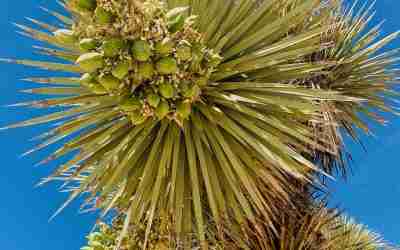 Could Frost Influence Branching and Reproductive Success in Joshua Trees? Reflections from a Horticultural Perspective