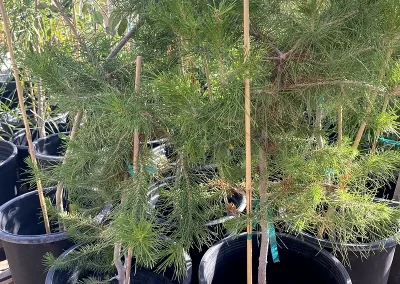 Aleppo Pine