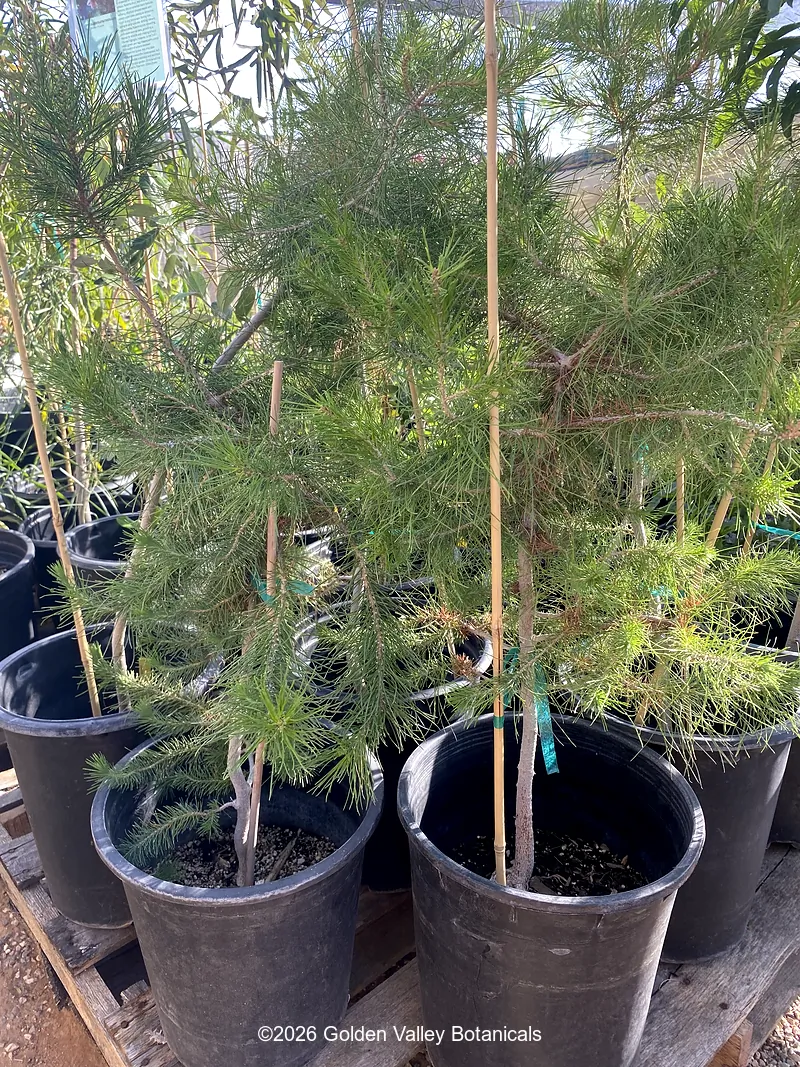 Pinus halepensis