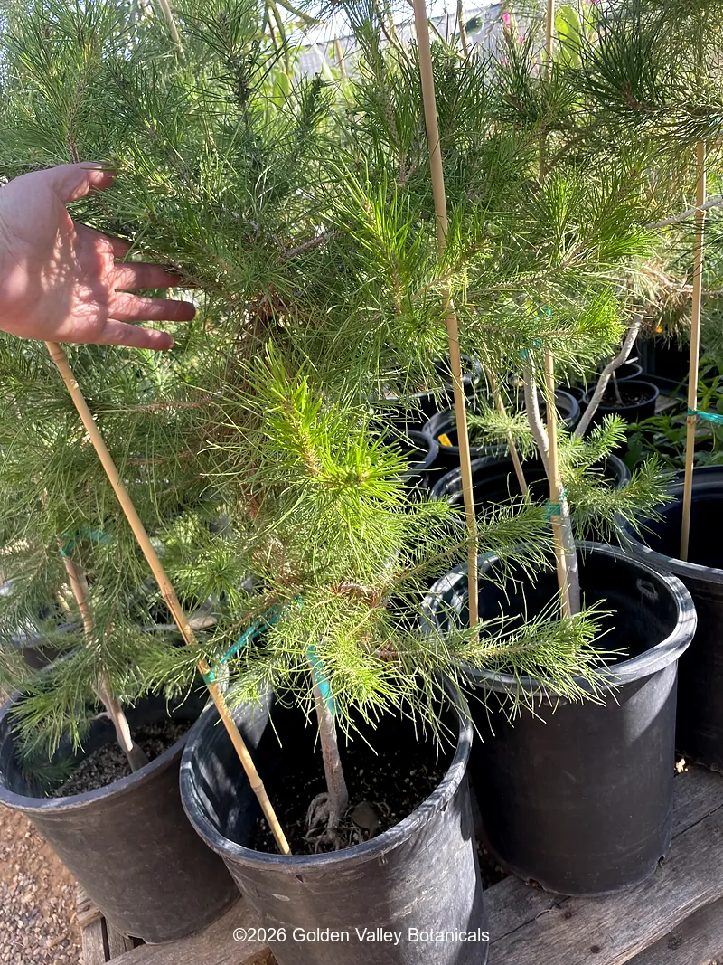 Pinus halepensis