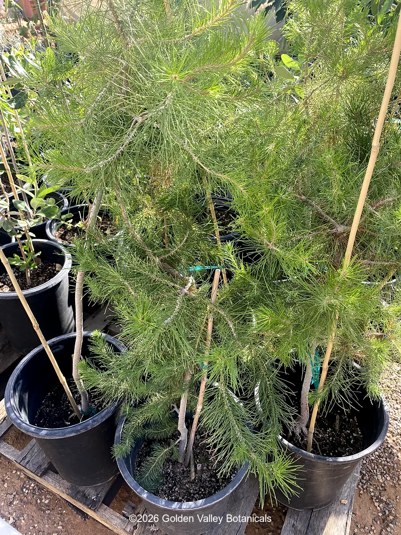 Pinus halepensis