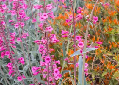Parry’s Penstemon