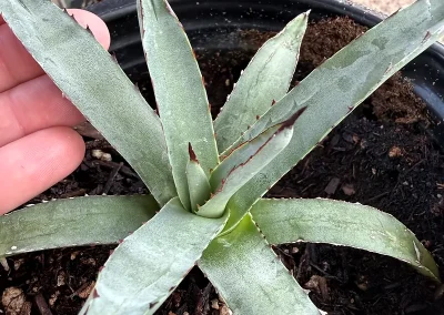 Blue Emperor Agave
