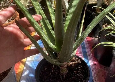 Variegated Hercules Aloe Tree