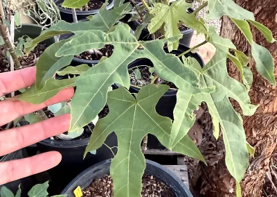 Lacebark Tree / Pink Flame Tree