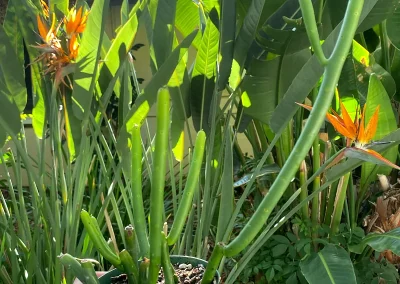 Cat Tail Euphorbia