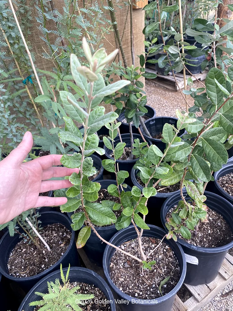 Feijoa sellowiana