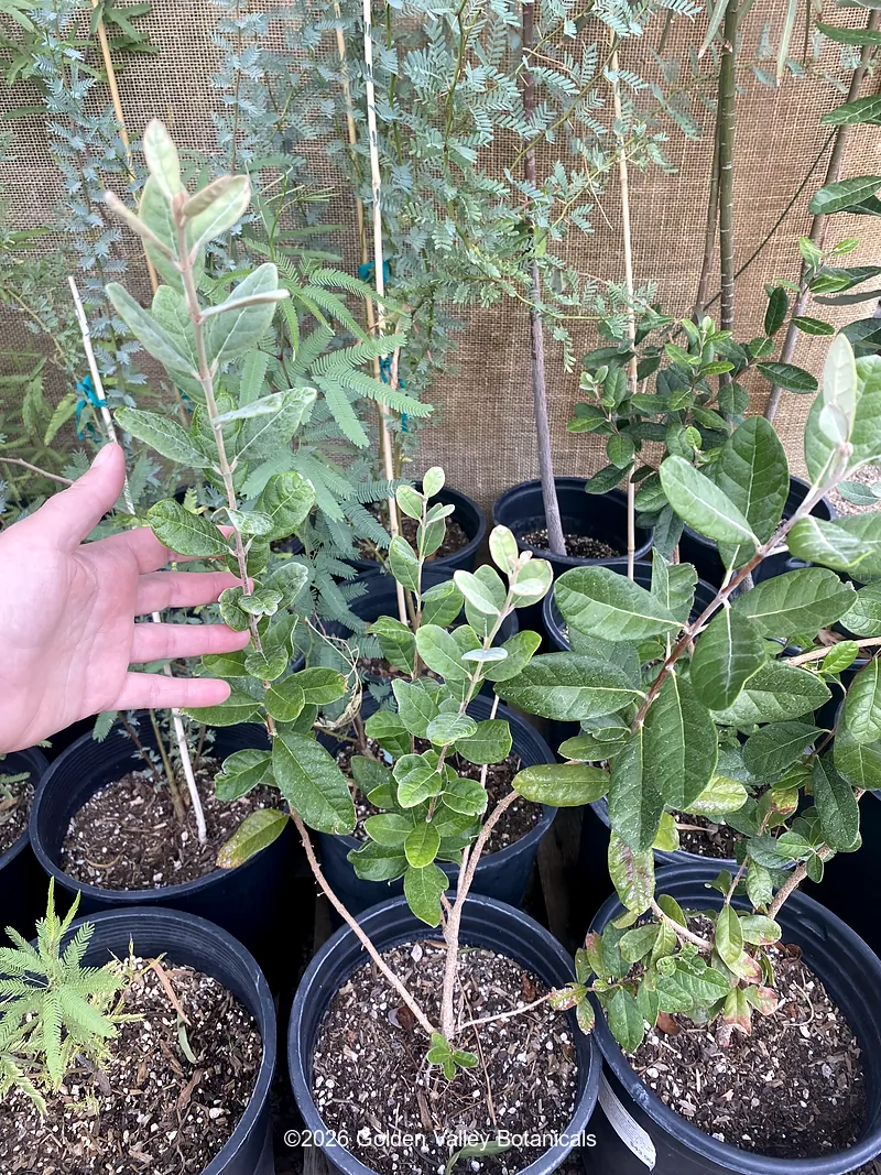 Feijoa sellowiana