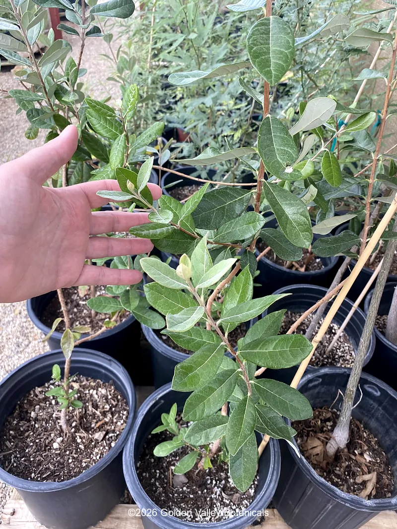 Feijoa sellowiana