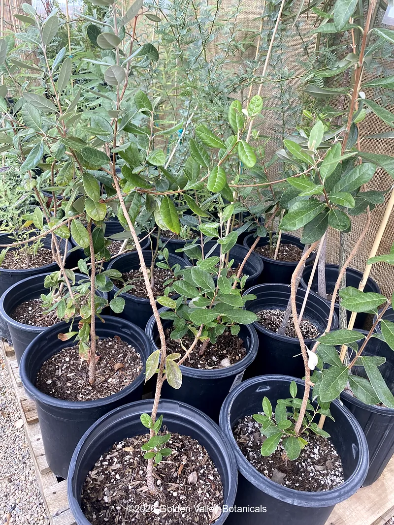 Feijoa sellowiana