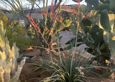 Red Yucca