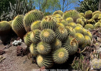 Golden Barrel Cactus