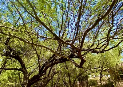 Velvet Mesquite Tree