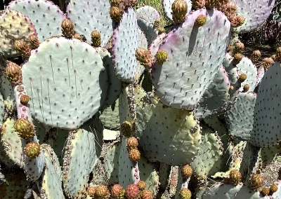 Long Spined Purple Prickly Pear