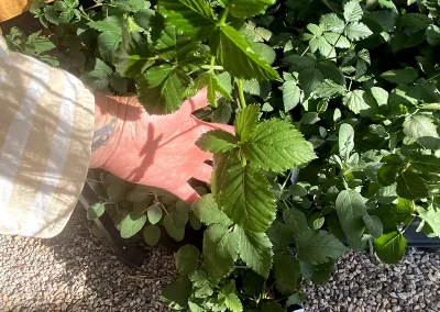 Arapaho Thornless Blackberry