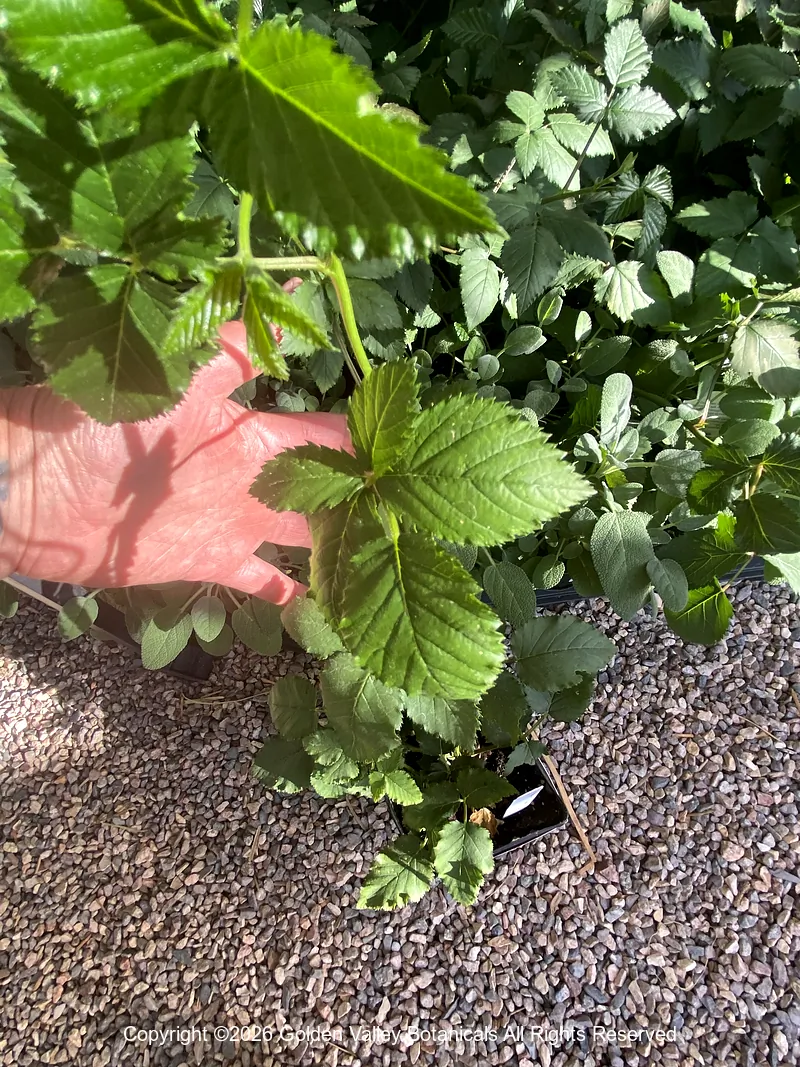 Rubus fruticosus ‘Arapaho’