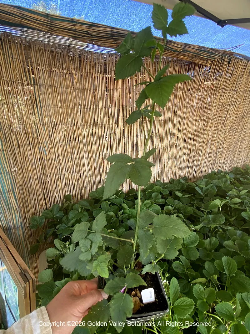 Rubus fruticosus ‘Arapaho’
