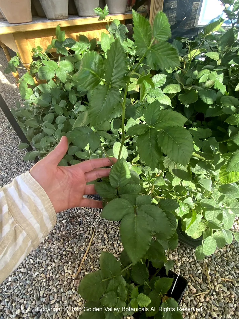 Rubus fruticosus ‘Arapaho’