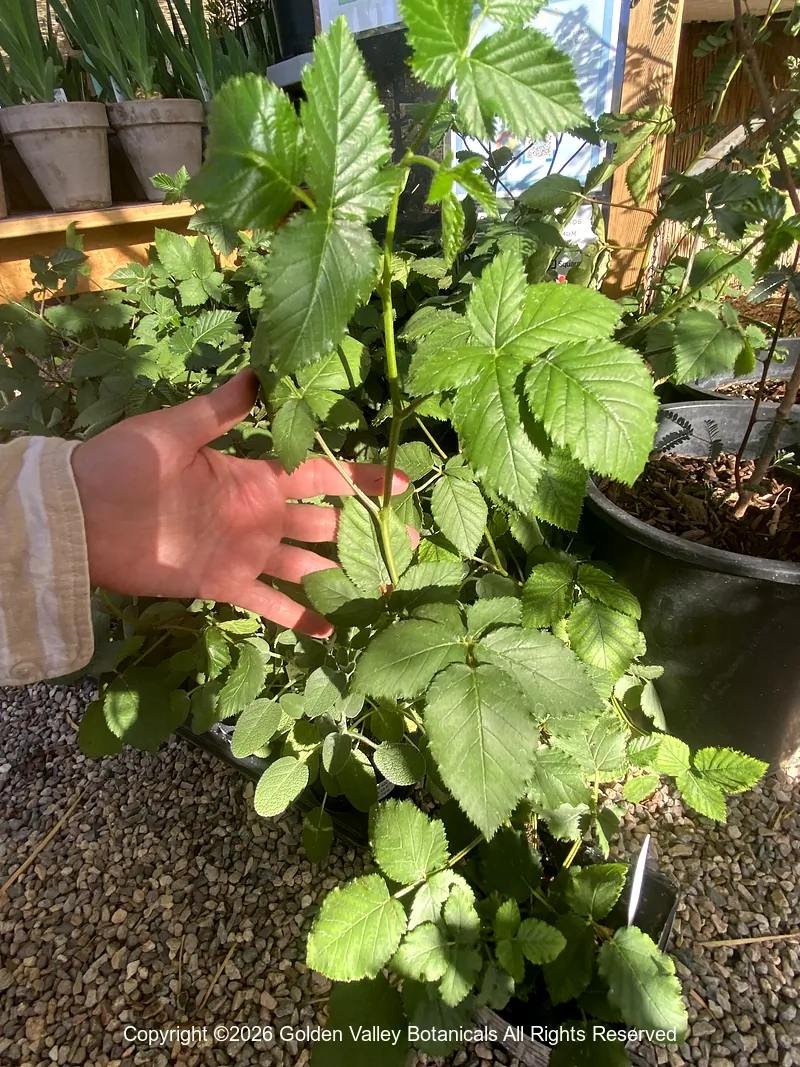 Rubus fruticosus ‘Arapaho’