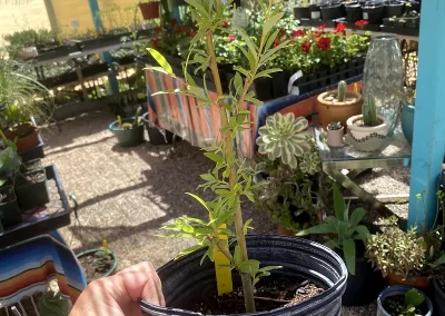 Navajo Globe Willow