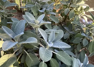 Berggarten Culinary Sage
