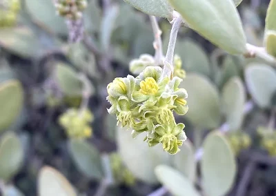 Jojoba
