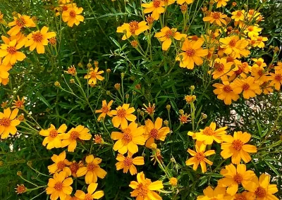 Mexican Marigold